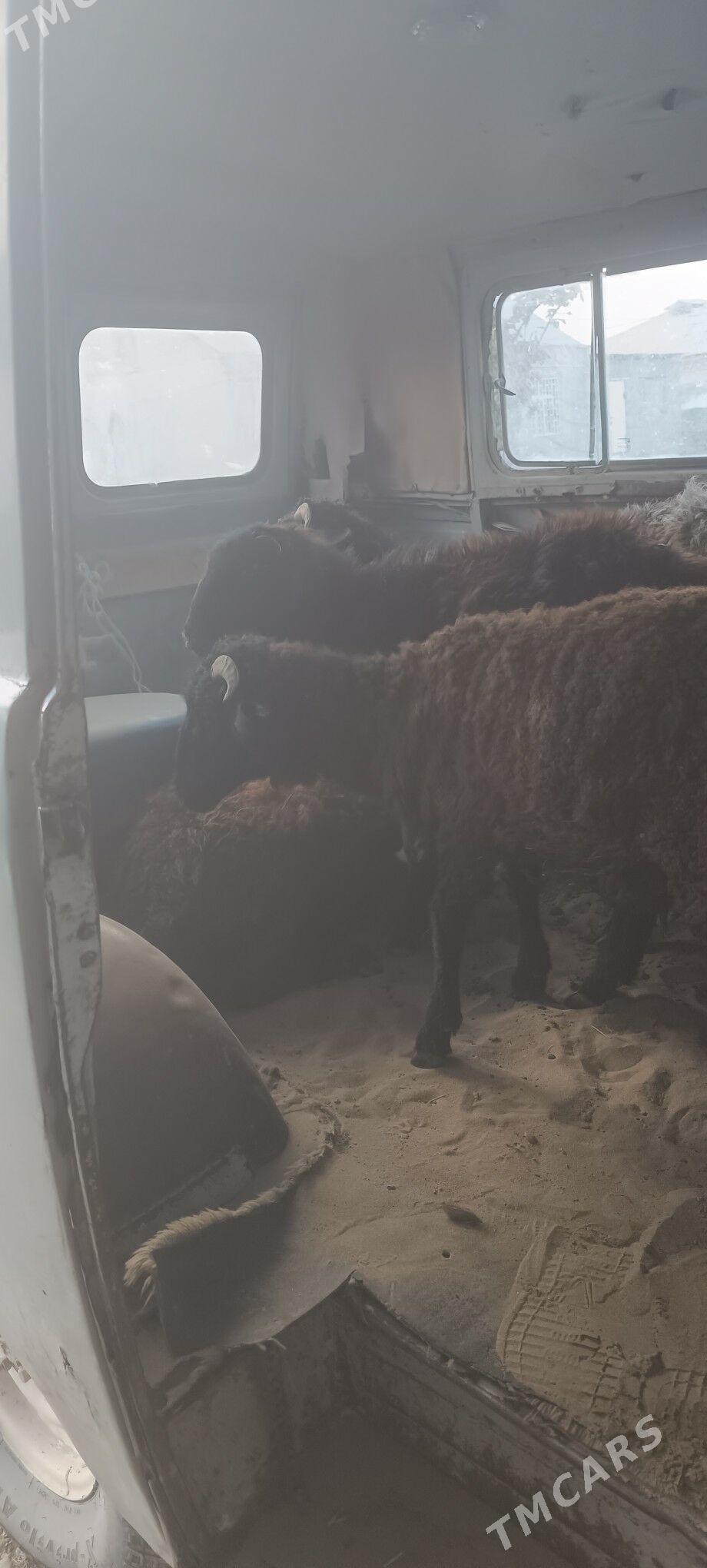 Gara kol tokly - Bäherden - img 3