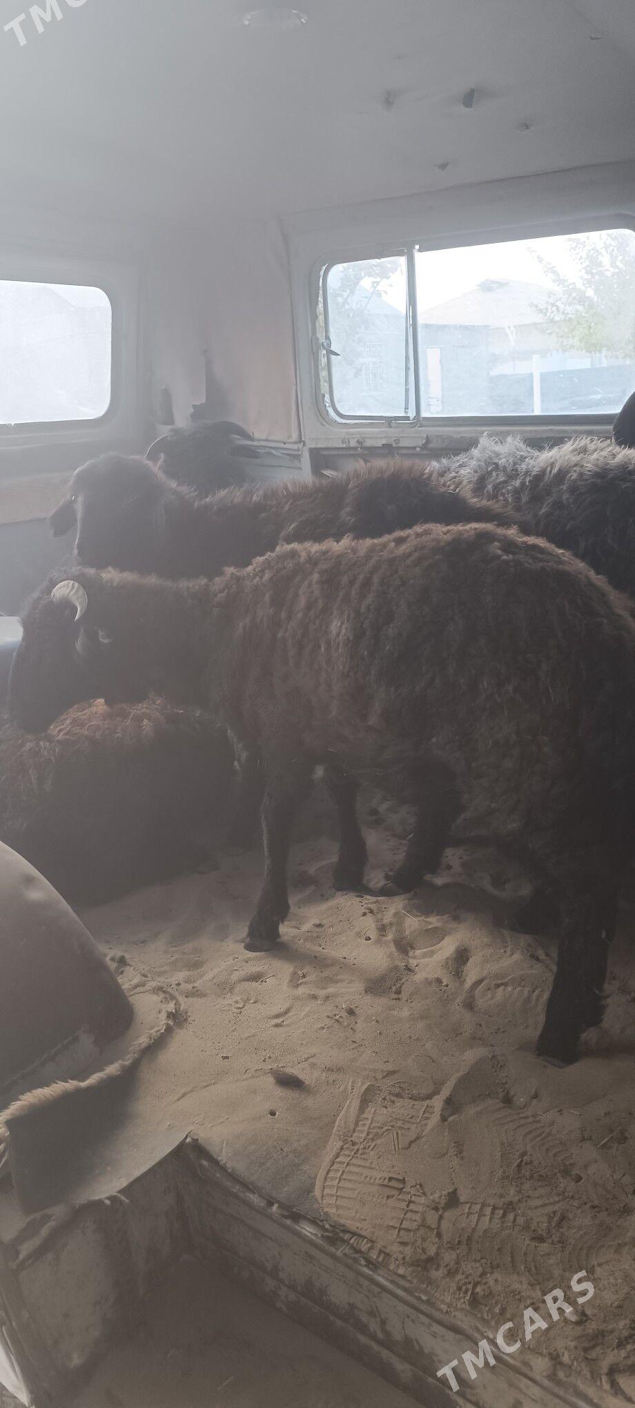 Gara kol tokly - Bäherden - img 2