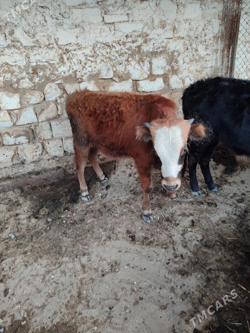 okiz - Балканабат - img 3