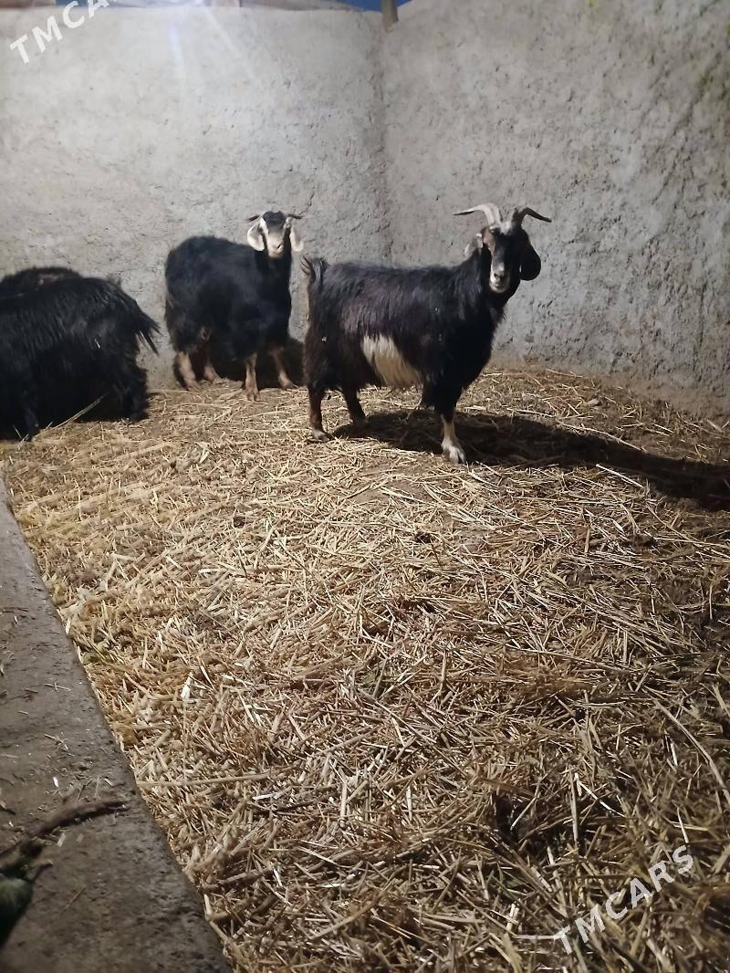 gysyr geci - Köşi - img 2