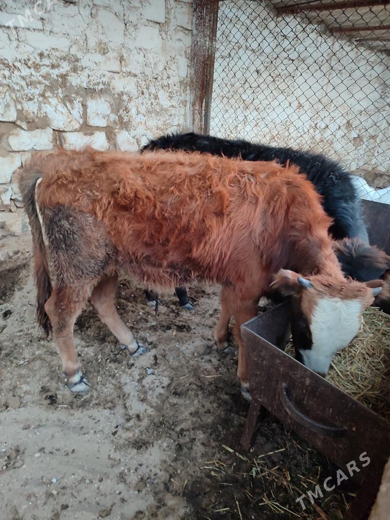 okiz - Балканабат - img 4