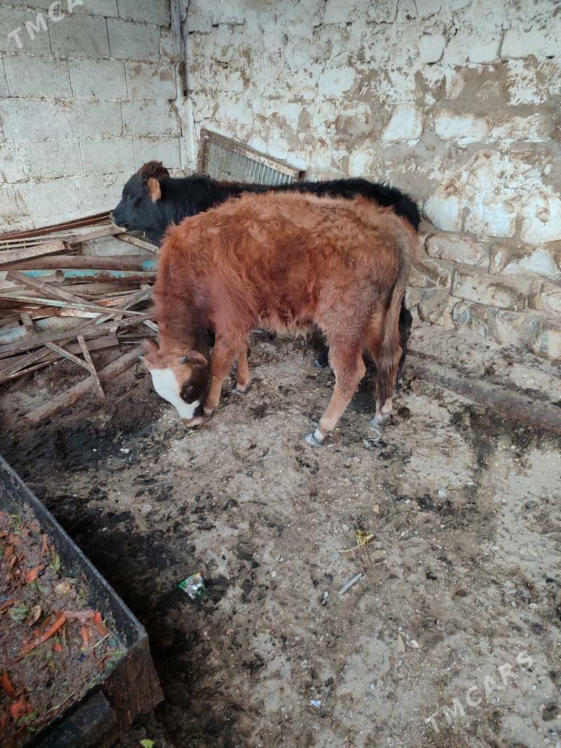 okiz - Балканабат - img 2