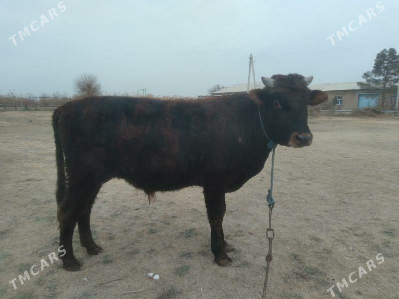 baklyk öküz - Türkmenabat - img 4