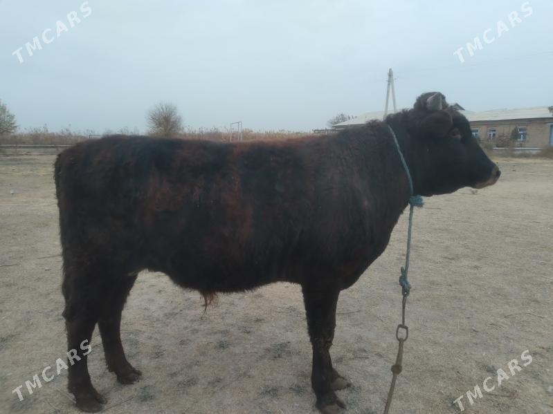 baklyk öküz - Türkmenabat - img 5