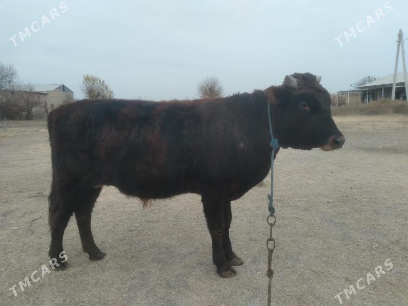 baklyk öküz - Türkmenabat - img 3