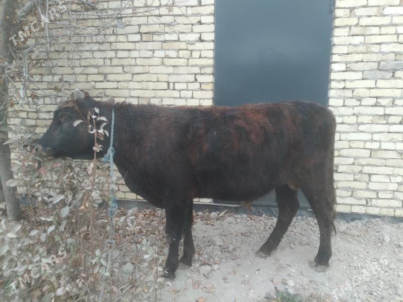 baklyk öküz - Türkmenabat - img 2