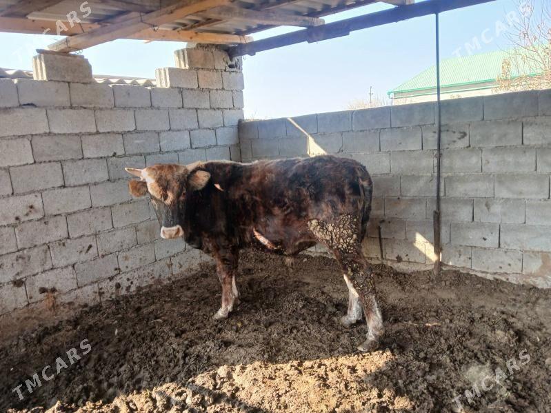 okuz 2yasap gecen - Büzmeýin - img 3