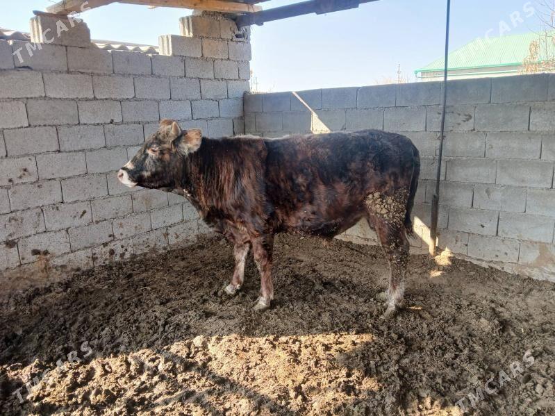 okuz 2yasap gecen - Büzmeýin - img 2