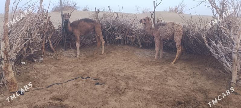 Torumly duye - Bäherden - img 2