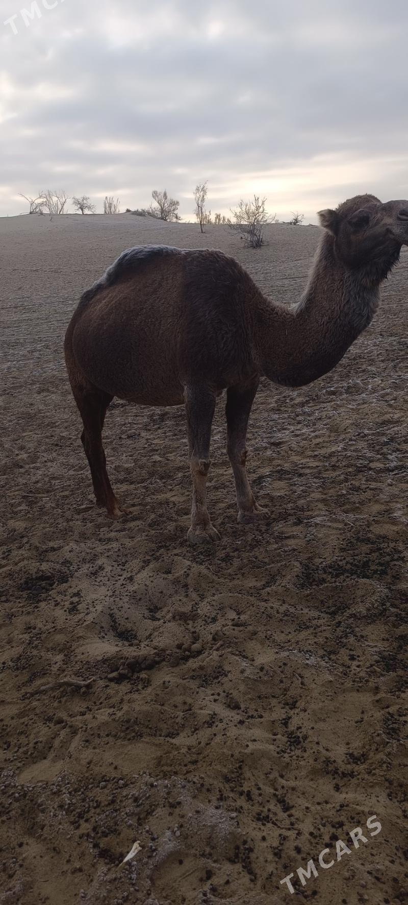 Torumly duye - Bäherden - img 6