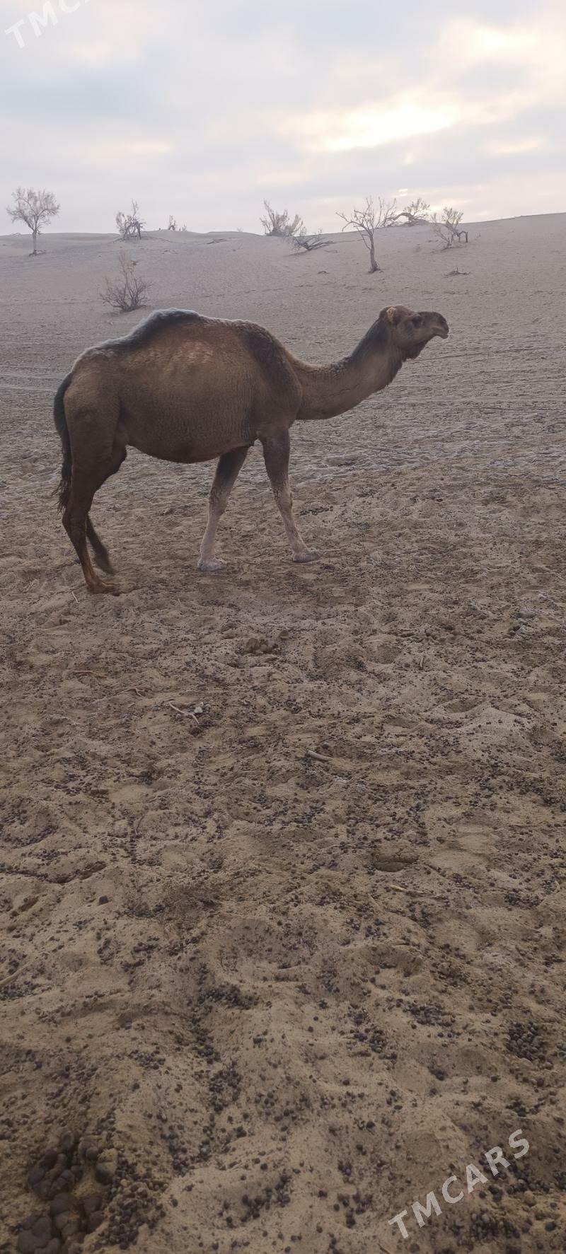 Torumly duye - Bäherden - img 7