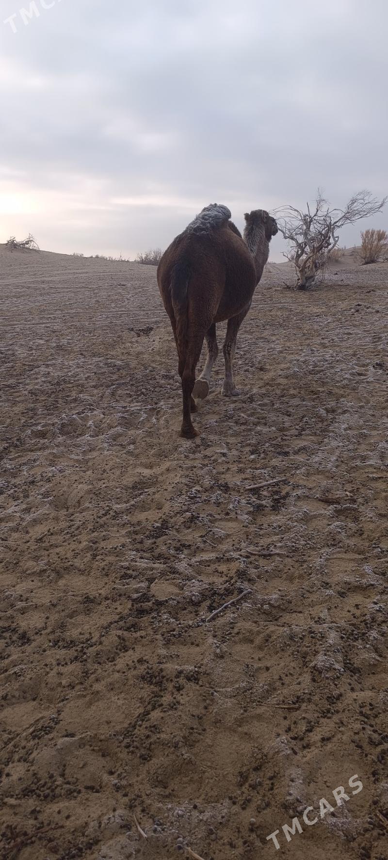 Torumly duye - Bäherden - img 4