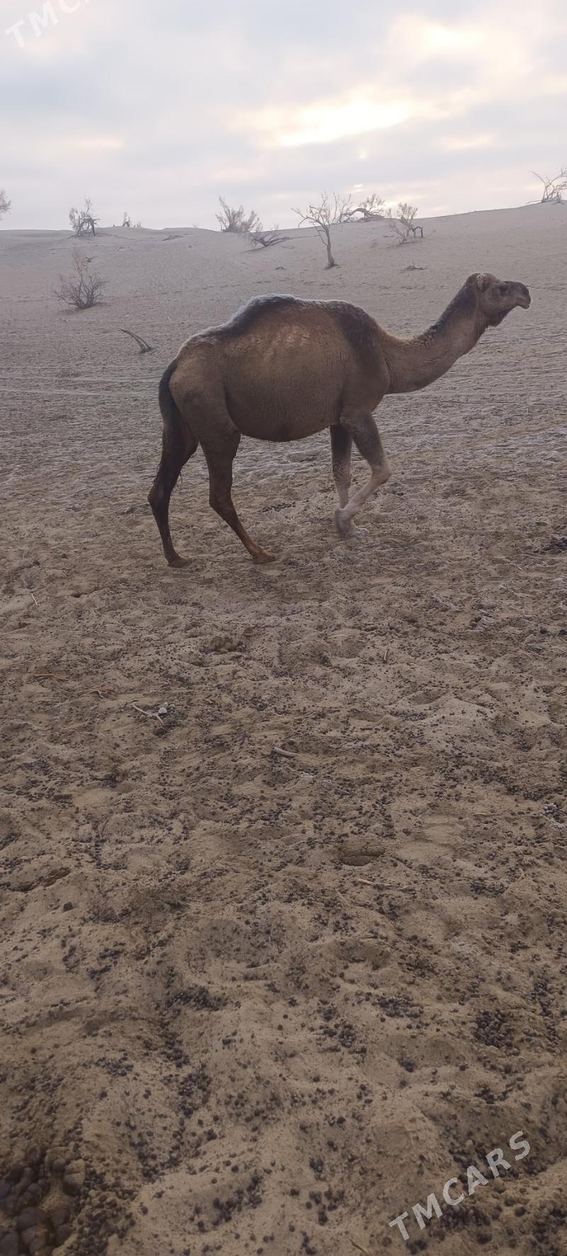 Torumly duye - Bäherden - img 8