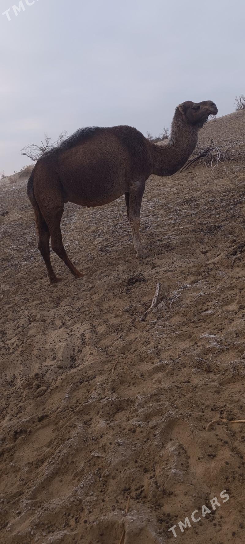 Torumly duye - Bäherden - img 3