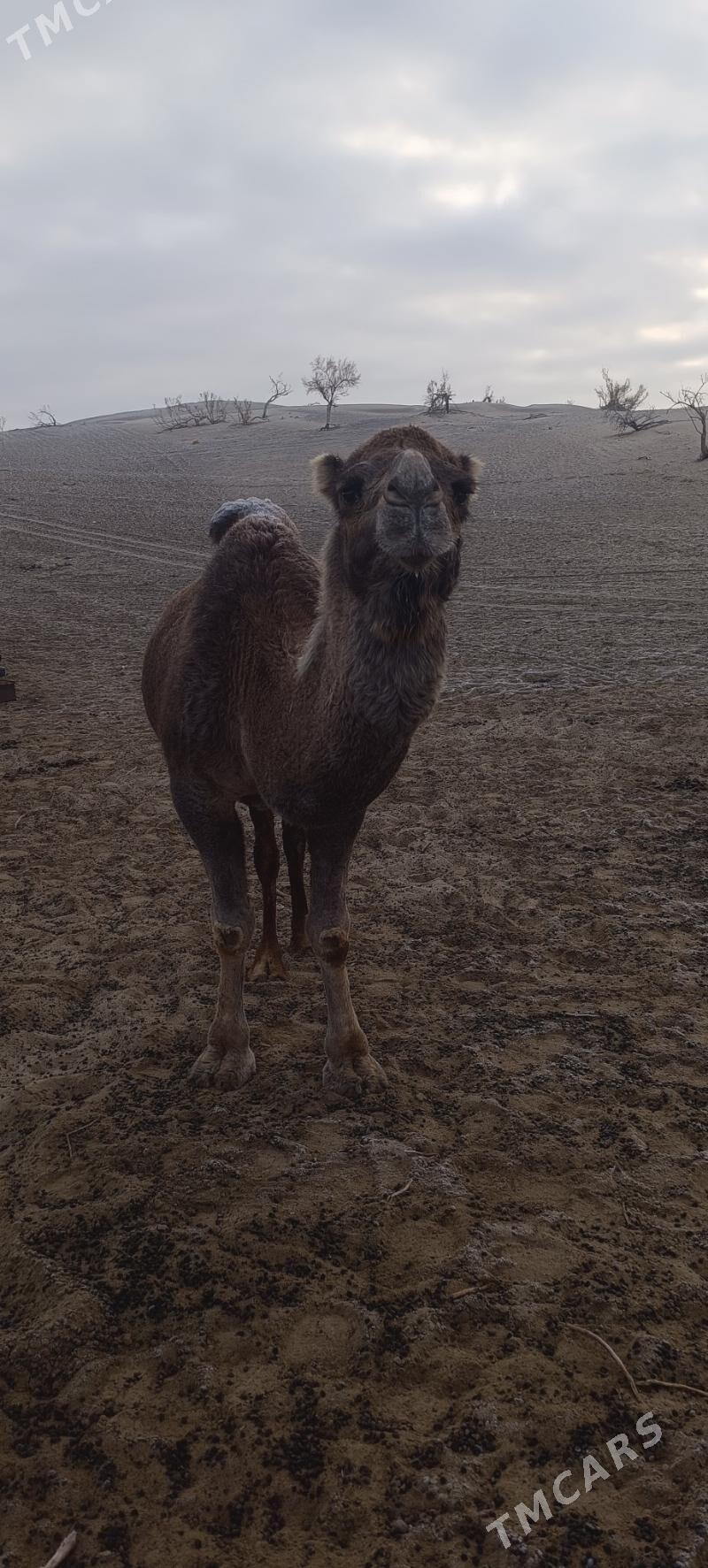 Torumly duye - Bäherden - img 5