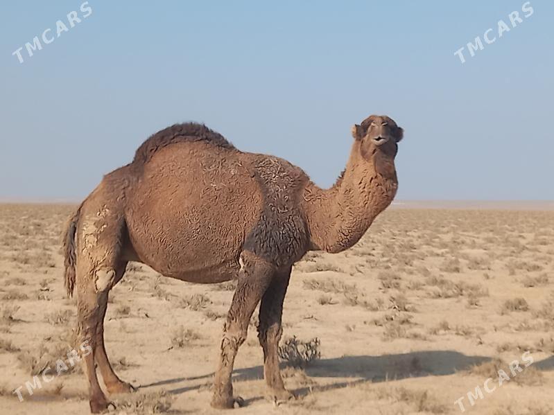 erkek - Türkmenbaşy - img 2