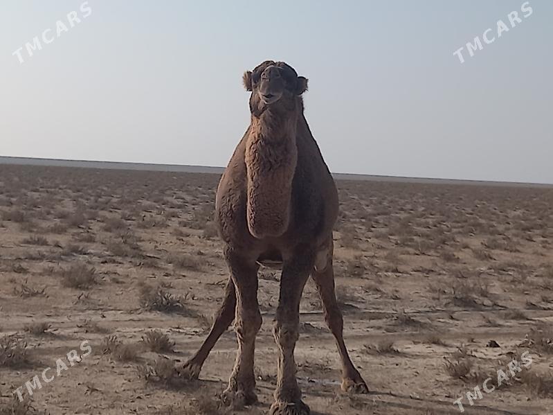 erkek - Türkmenbaşy - img 3