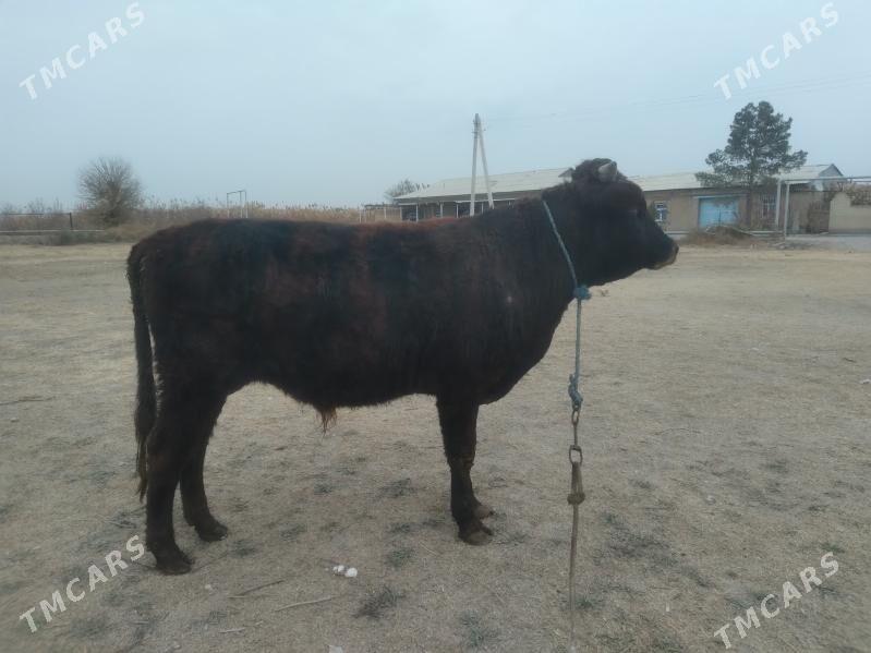 baklyk öküz - Türkmenabat - img 6