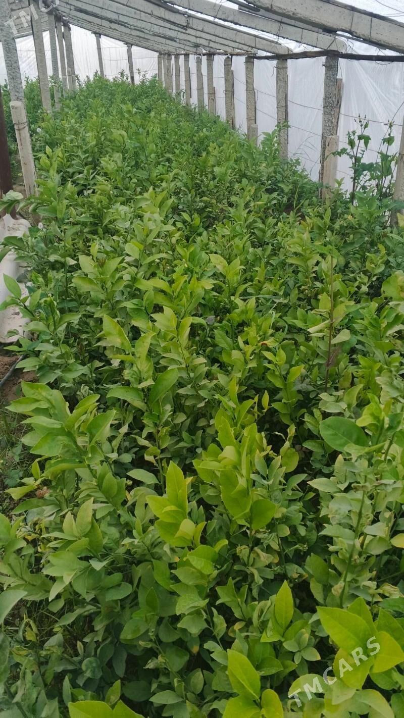 Limon shitil - Gökdepe - img 3