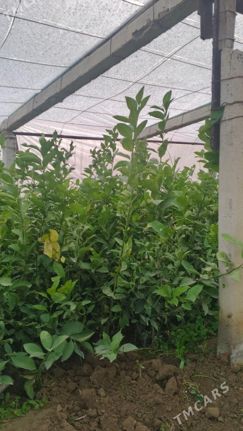 Limon shitil - Gökdepe - img 4