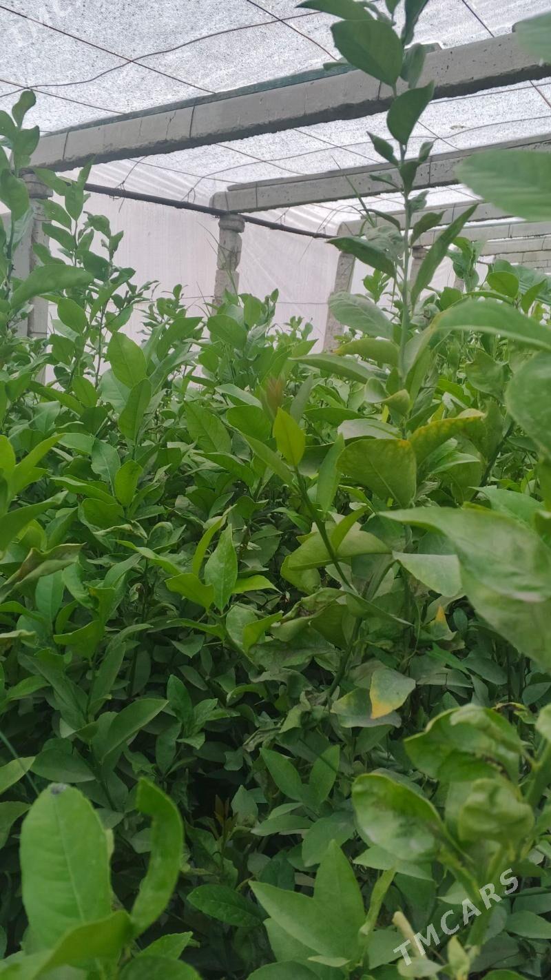 Limon shitil - Gökdepe - img 6