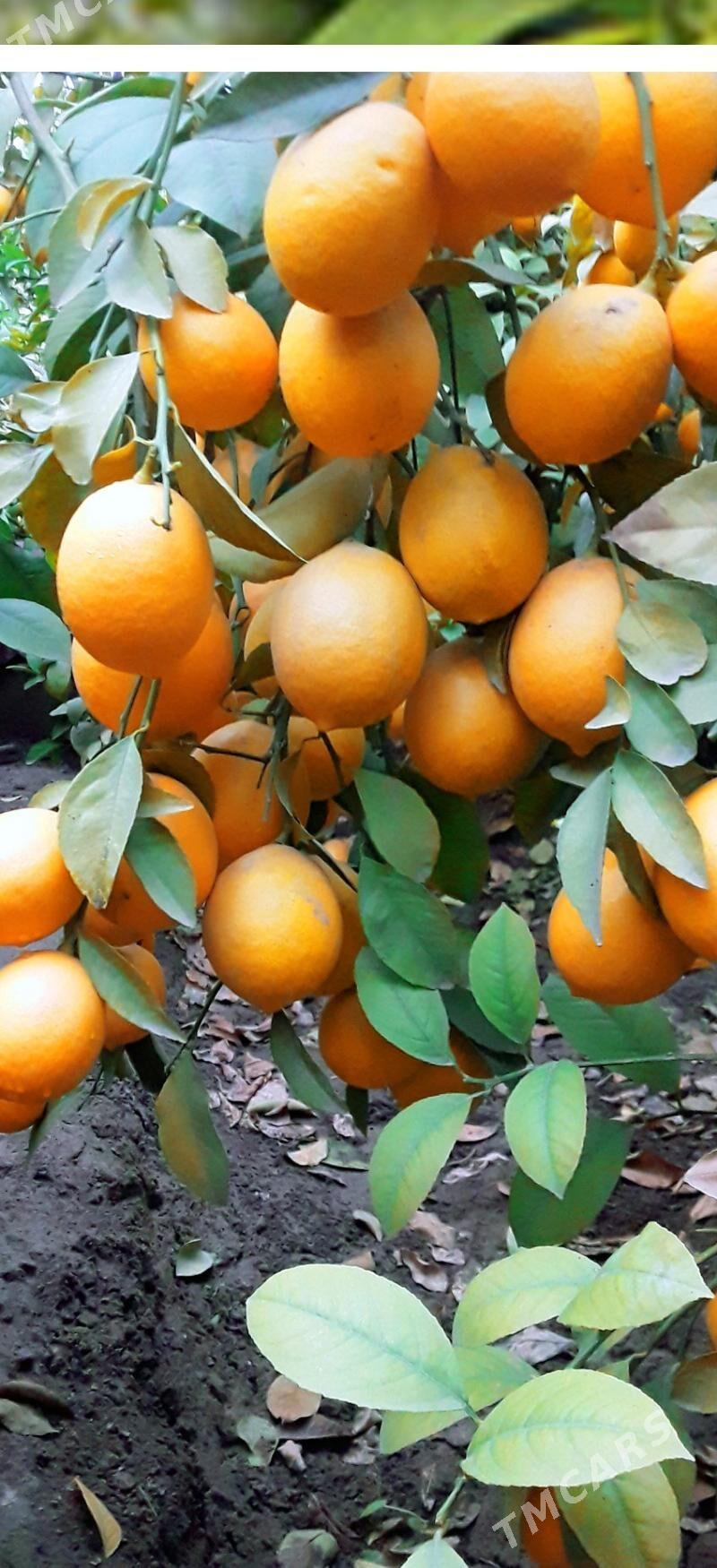 Limon shitil - Gökdepe - img 7