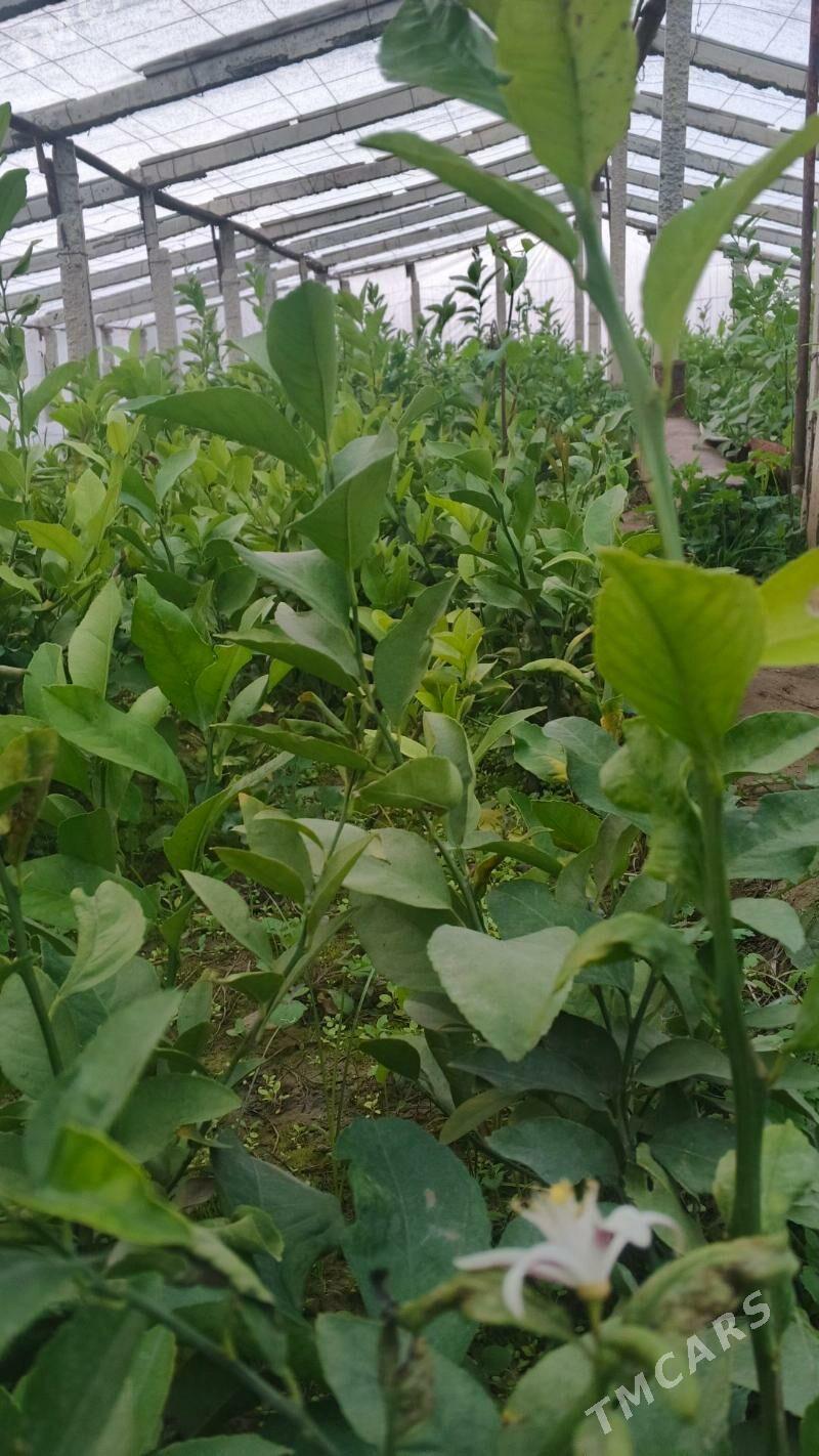 Limon shitil - Gökdepe - img 5