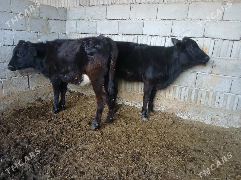 okuz 2yasap gecen - Büzmeýin - img 5