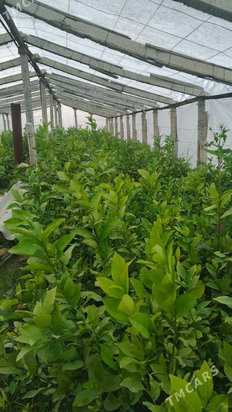 Limon shitil - Gökdepe - img 2