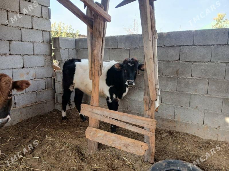 okuz 2yasap gecen - Büzmeýin - img 6