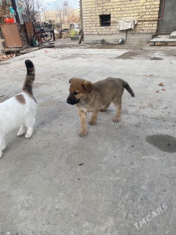 овчарка щенок - Türkmenabat - img 2