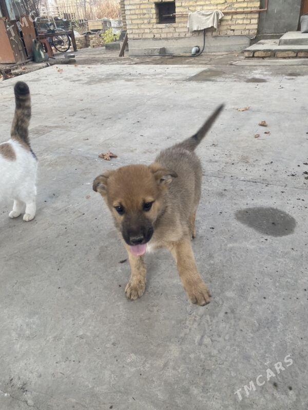 овчарка щенок - Türkmenabat - img 1