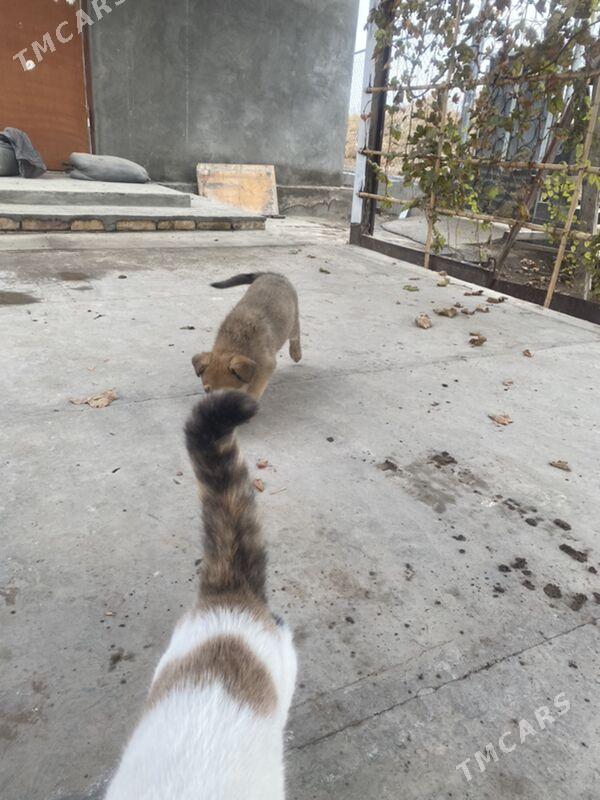 овчарка щенок - Türkmenabat - img 3