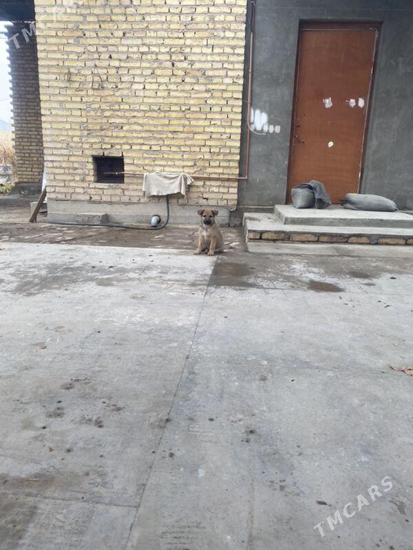 овчарка щенок - Türkmenabat - img 4