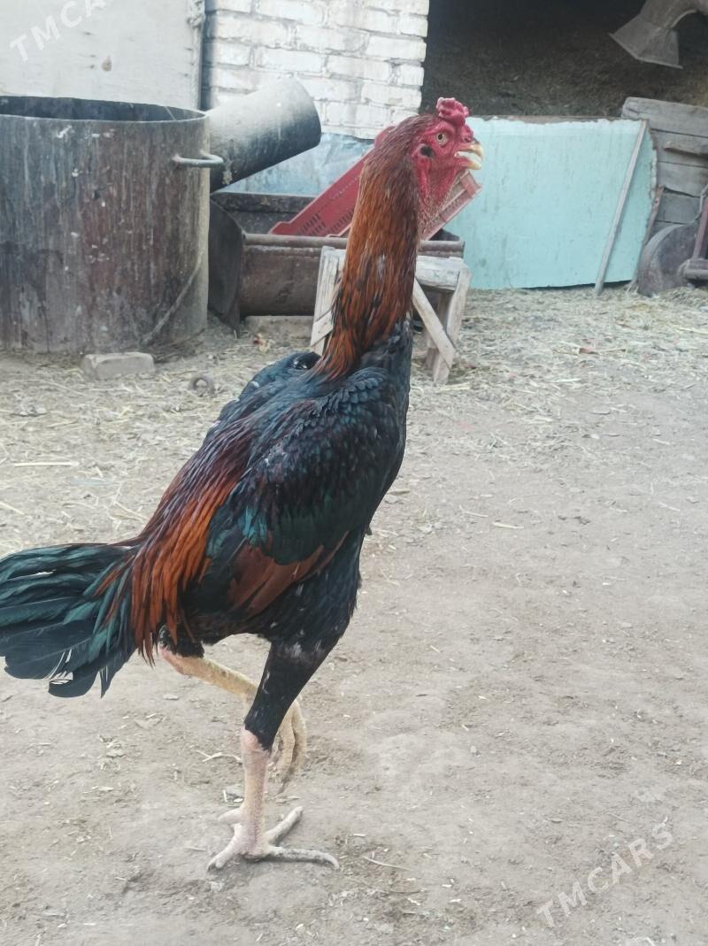 Horaz - Дянев - img 3