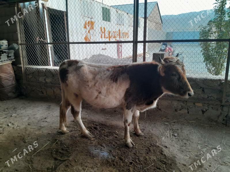 ökiz - Bereket - img 3