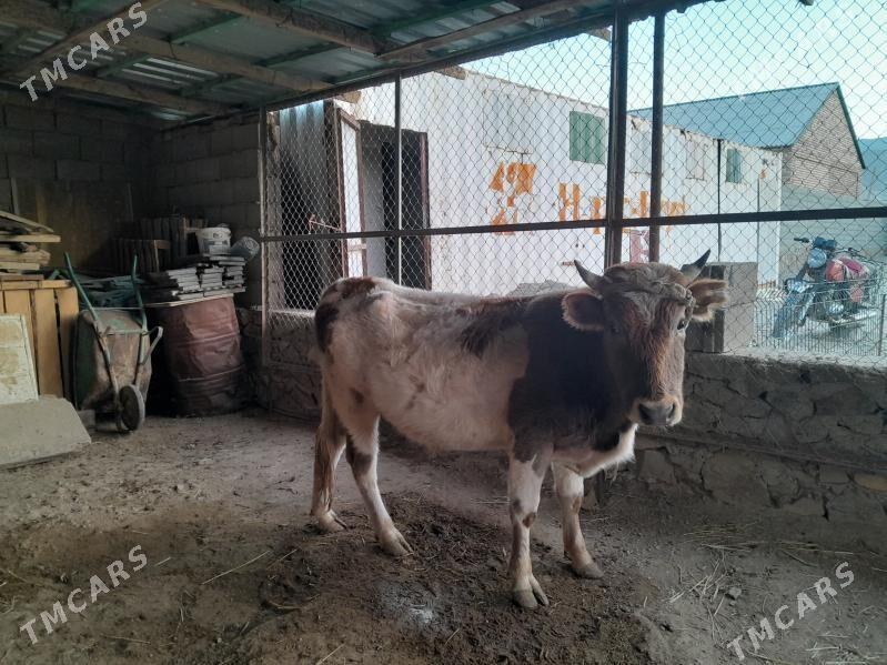 ökiz - Bereket - img 2