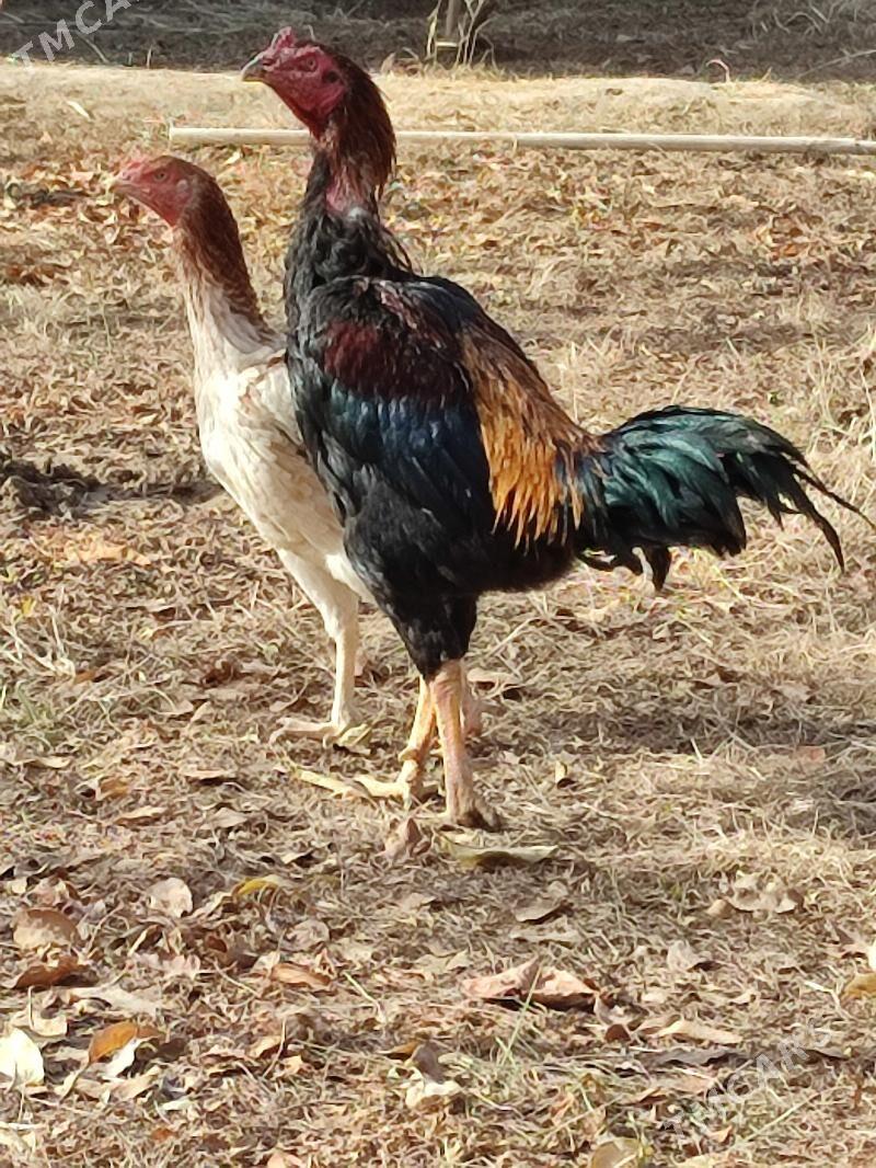 Bayes horaz - Wekilbazar - img 2