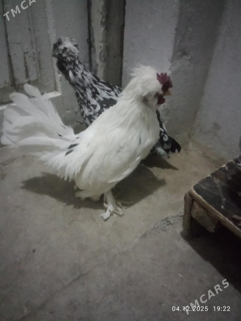 какалик 1рагака - Туркменабат - img 3