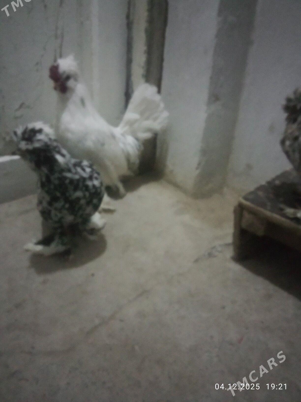 какалик 1рагака - Туркменабат - img 2