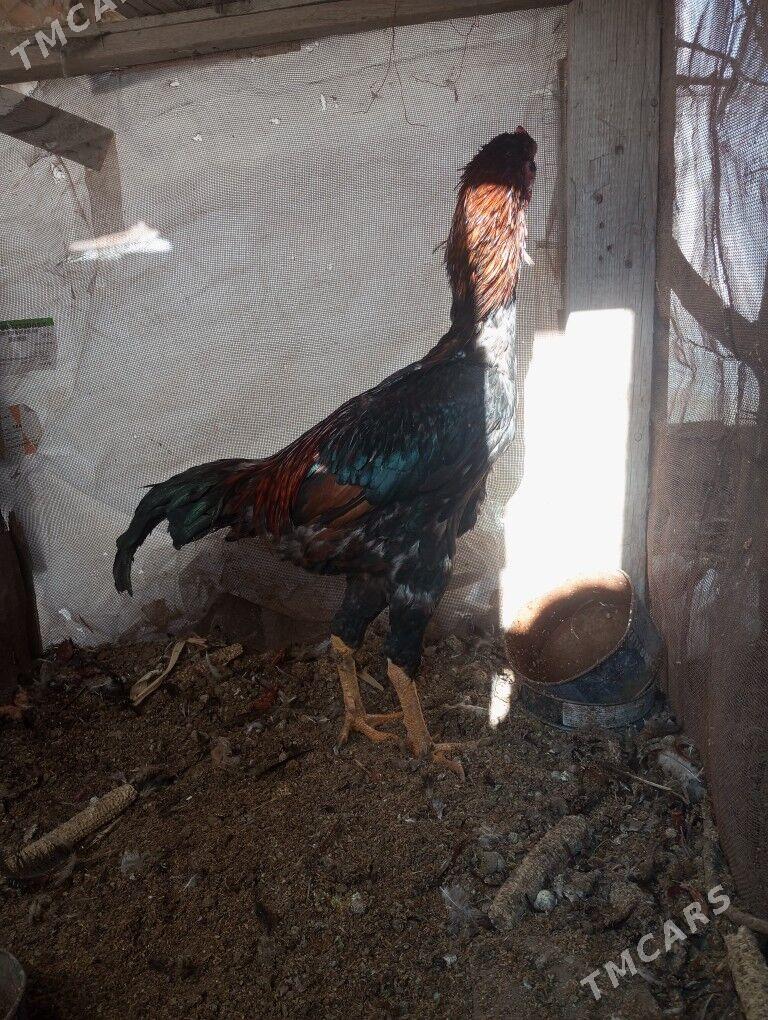 tasgent - Бузмеин - img 2