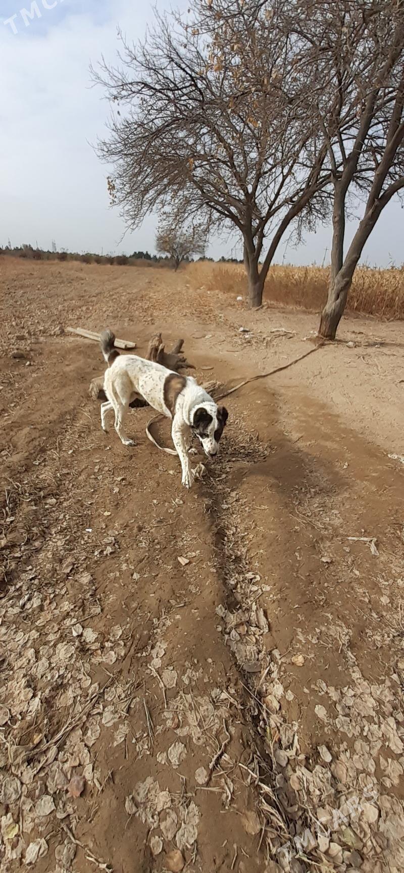 Alabay - Täze zaman - img 2