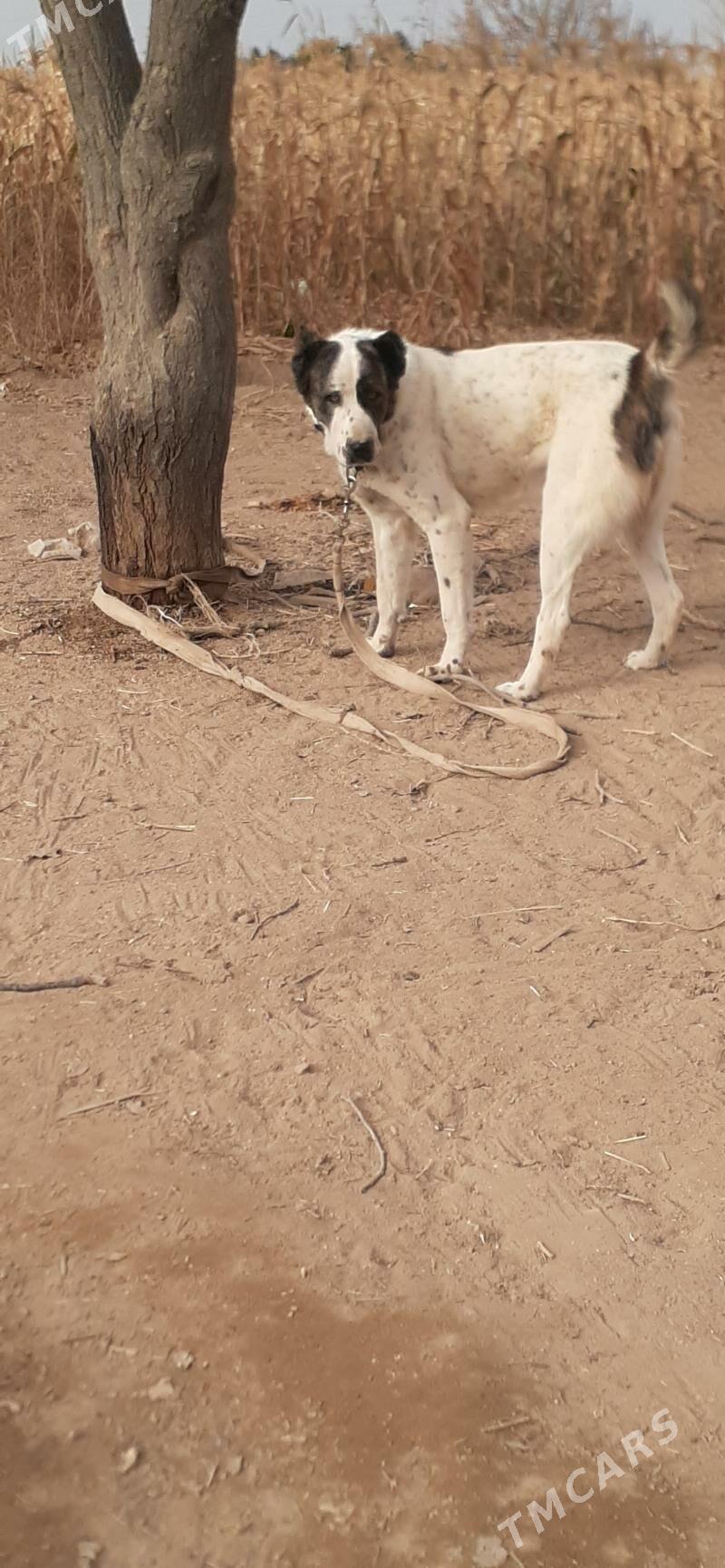 Alabay - Täze zaman - img 4