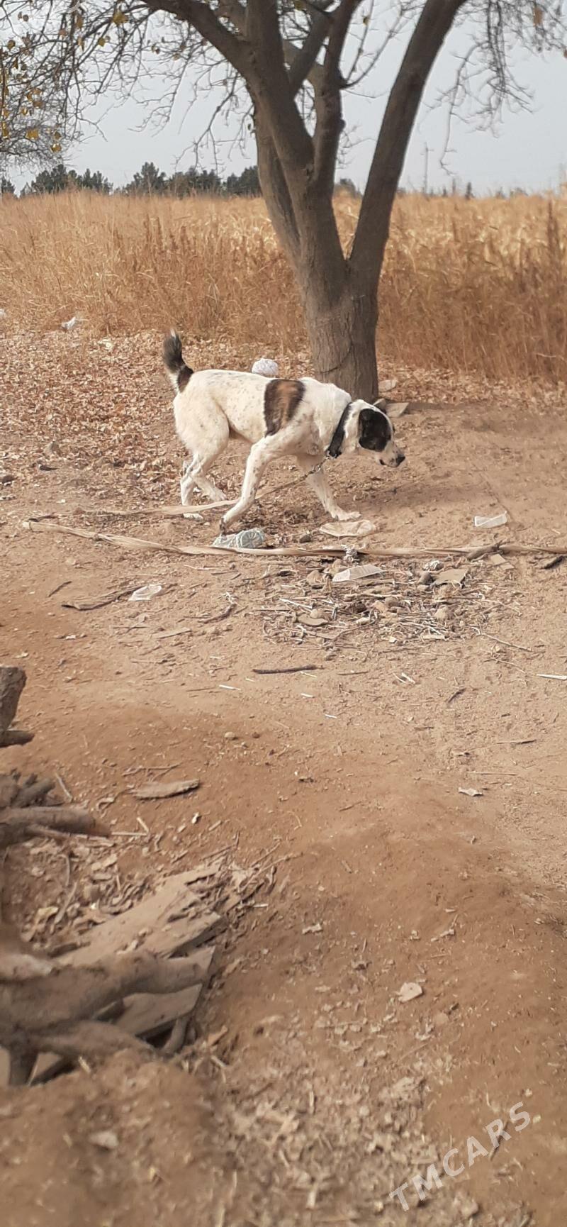 Alabay - Täze zaman - img 3