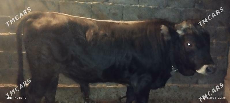 öküz - Бузмеин - img 2