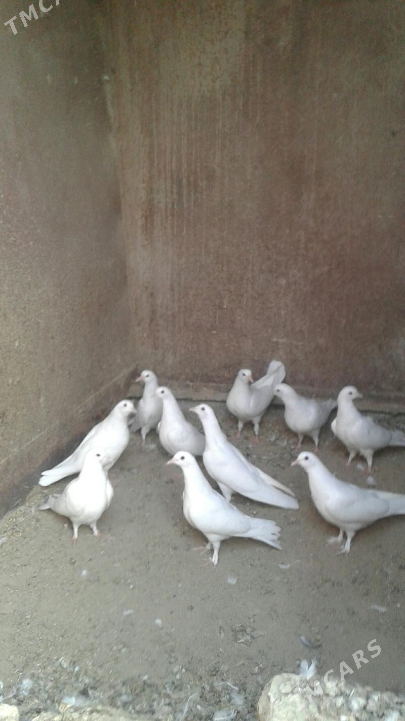 Kepderi - Мары - img 3