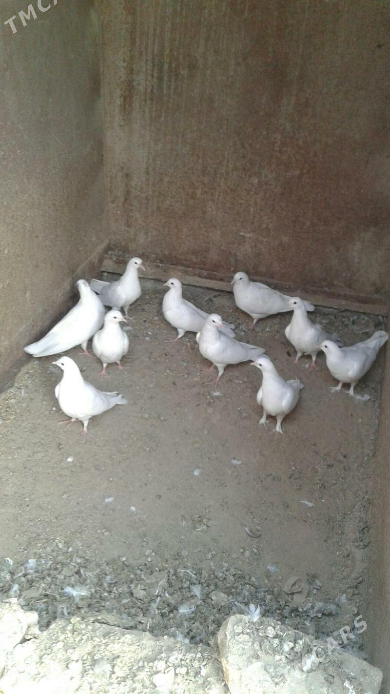 Kepderi - Мары - img 2