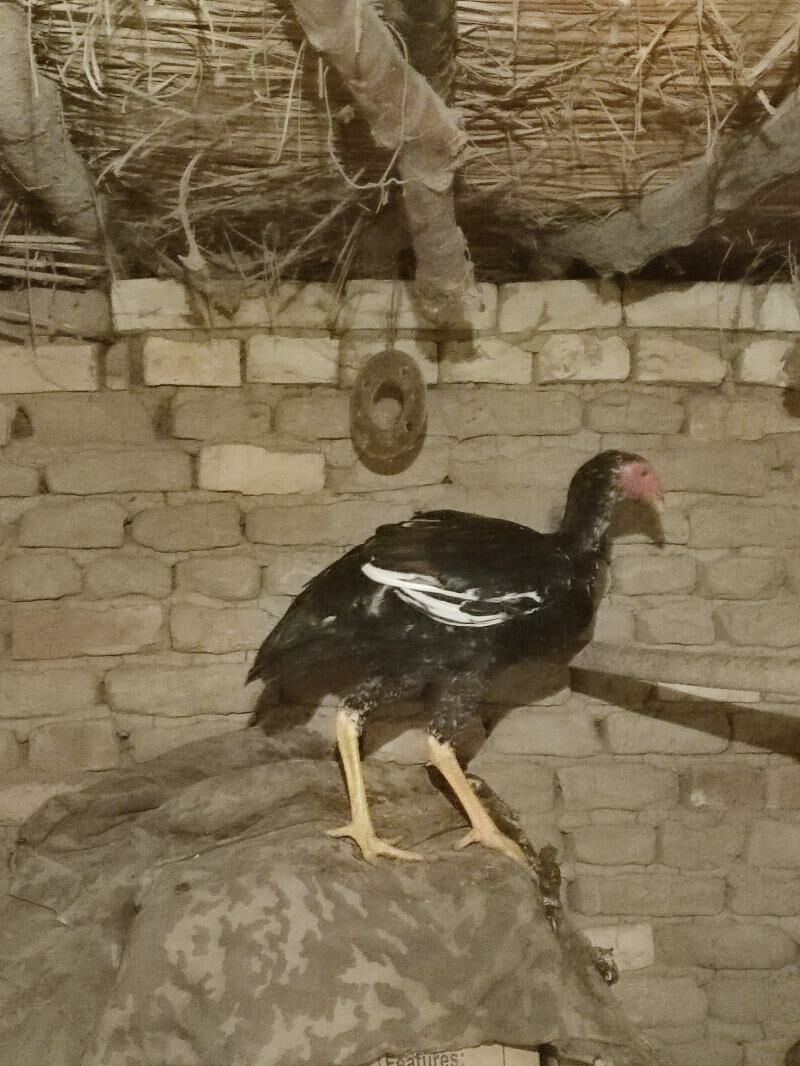 Bayes horaz - Wekilbazar - img 3