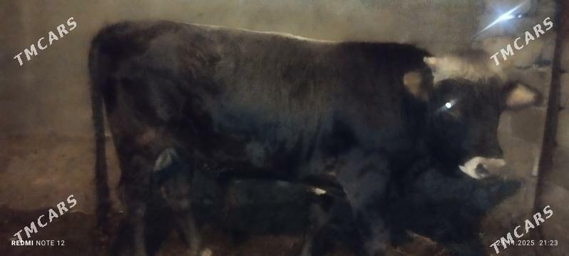 öküz - Бузмеин - img 3