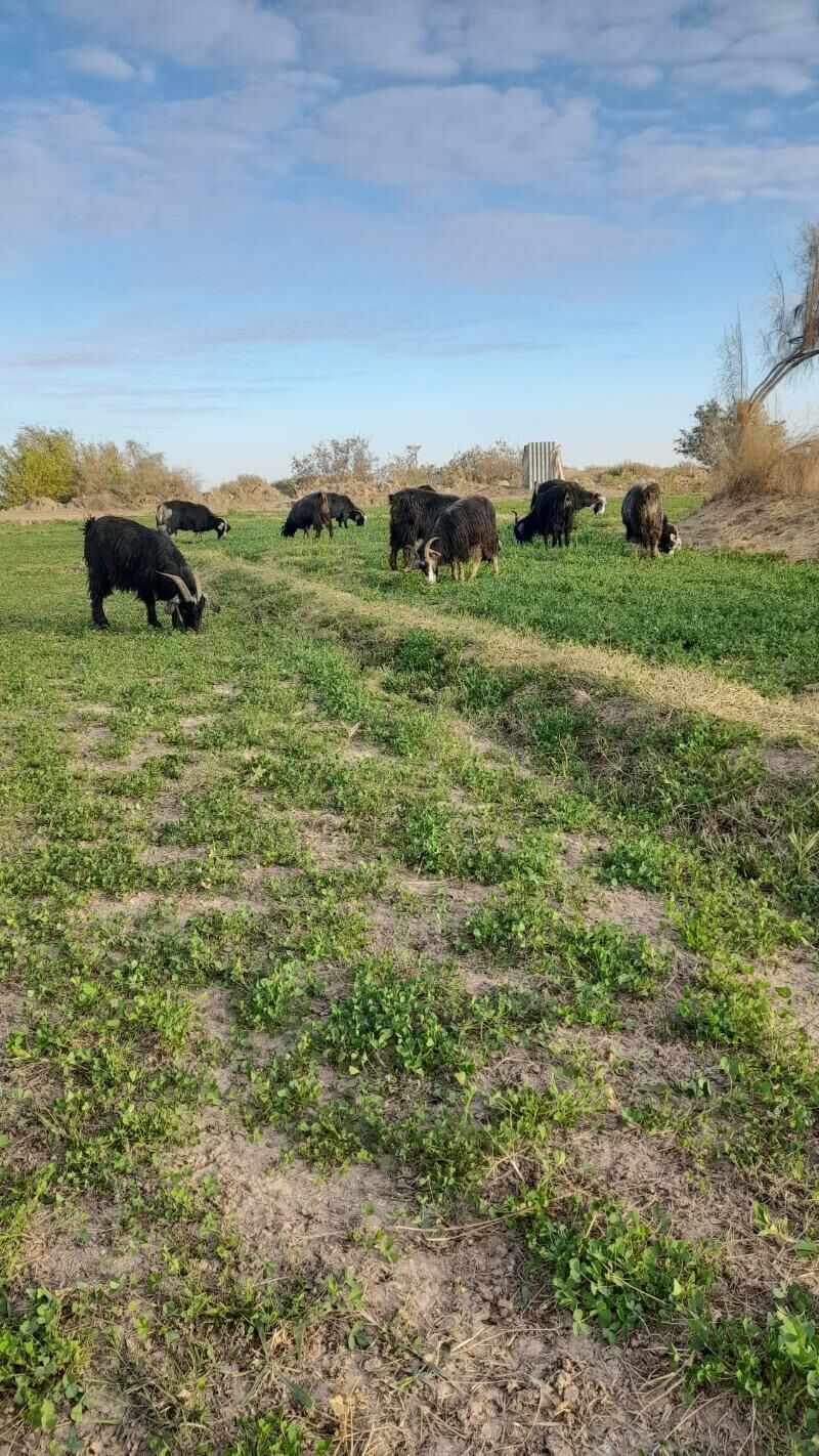 gysyr geci - Babadaýhan - img 2